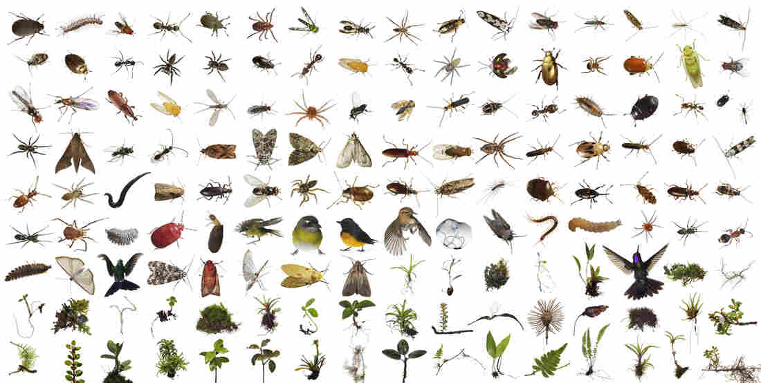 Part of the contents of One Cubic Foot, more than 150 different kinds of plants and animals were found in the Monteverde cube over 100 feet up in the canopy of a Strangler Fig Tree, Location: Monteverde Cloud Forest Biological Reserve, Costa Rica.