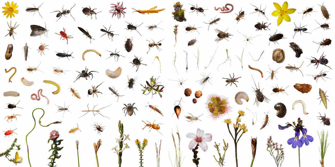 These 113 creatures observed, and then photographed, include over 100 species of plants and animals that use one cubic foot of this highly diverse shrub land over the course of a normal day in Mountain Fynbos, Table Mountain, South Africa.