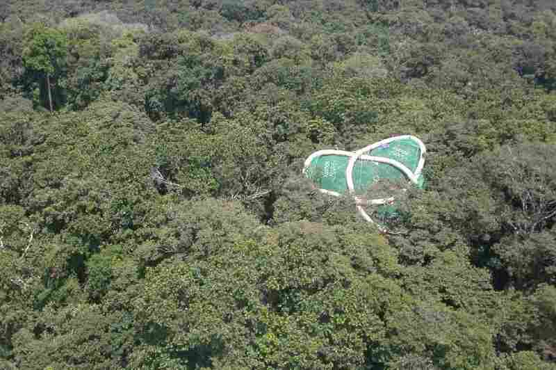 Counting Bugs In Panama? Get Out Your Tree Raft : NPR