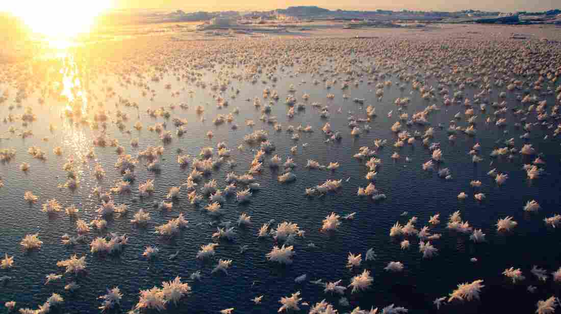 Frost flowers in the central Arctic Ocean.