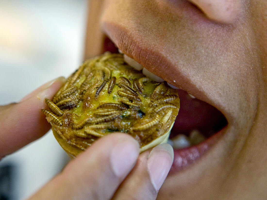 Mealworms Score Better Than Meat For The Environment The Salt NPR