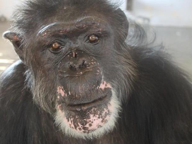 Rufus, 46, now lives on an island in a Florida sanctuary run by Save the Chimps. Before his rescue, Rufus lived in a facility Save the Chimps calls "the dungeon."