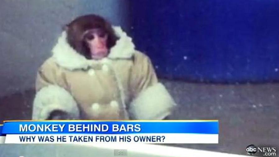 Ikea Monkey The Two Way Npr