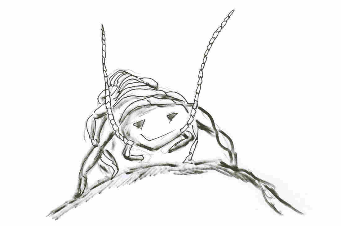 The gryloblattid; a brave, tough, little insect.