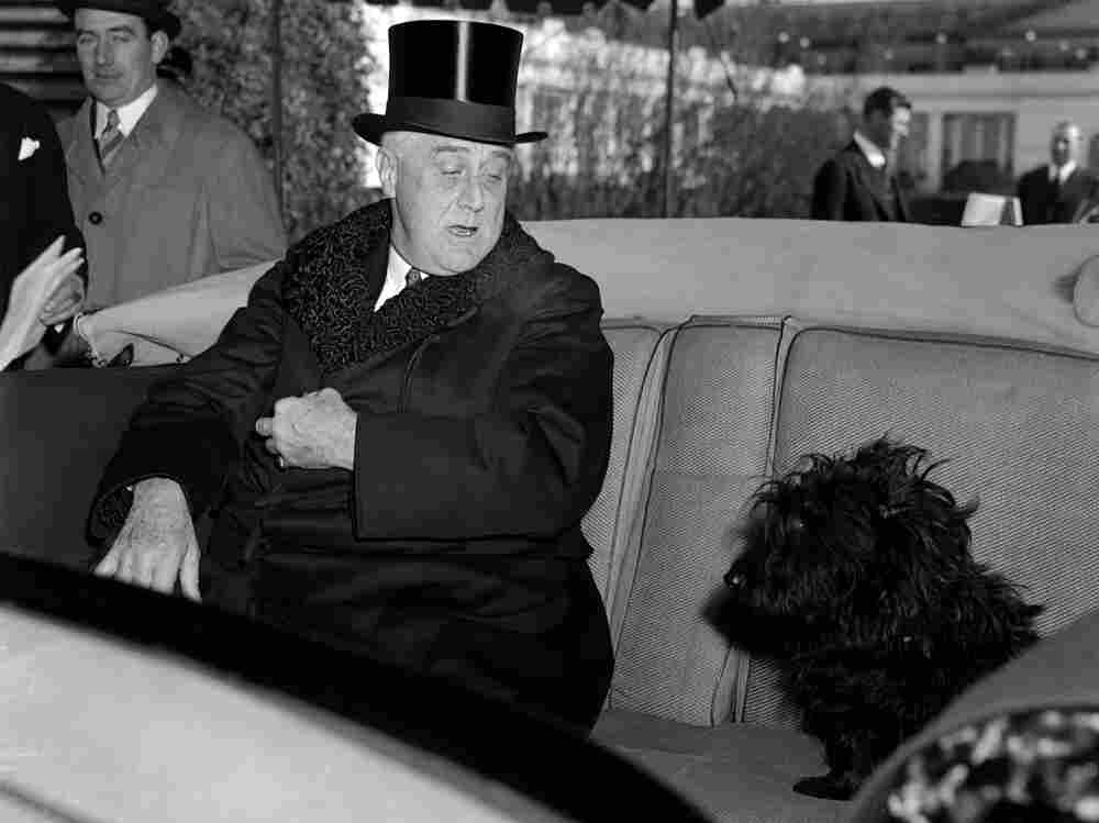 It's hard to blame Fala the Scottie pup for jumping into President Franklin Delano Roosevelt's car as he headed to Capitol Hill for his third inauguration in 1941. What dog doesn't like to go for a ride? The original caption says Fala is "looking disconcerted as the President informs him that there is no place for little dogs in such momentous affairs."