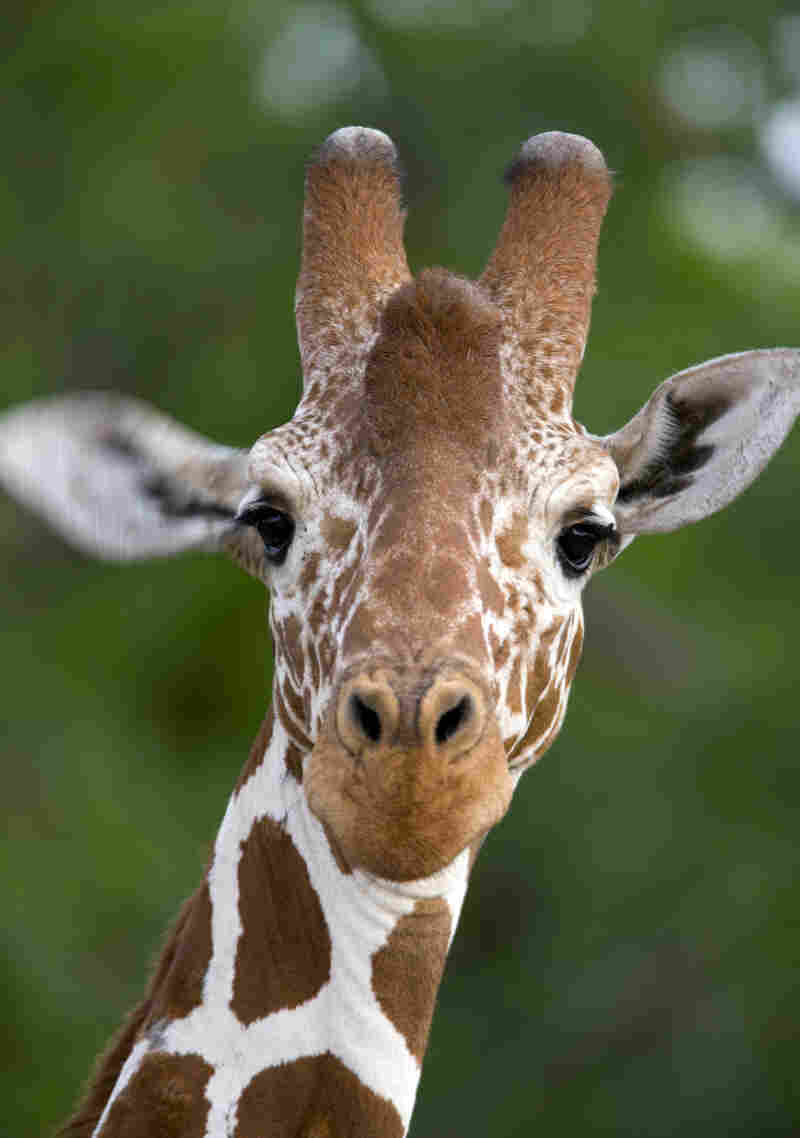 A giraffe.
