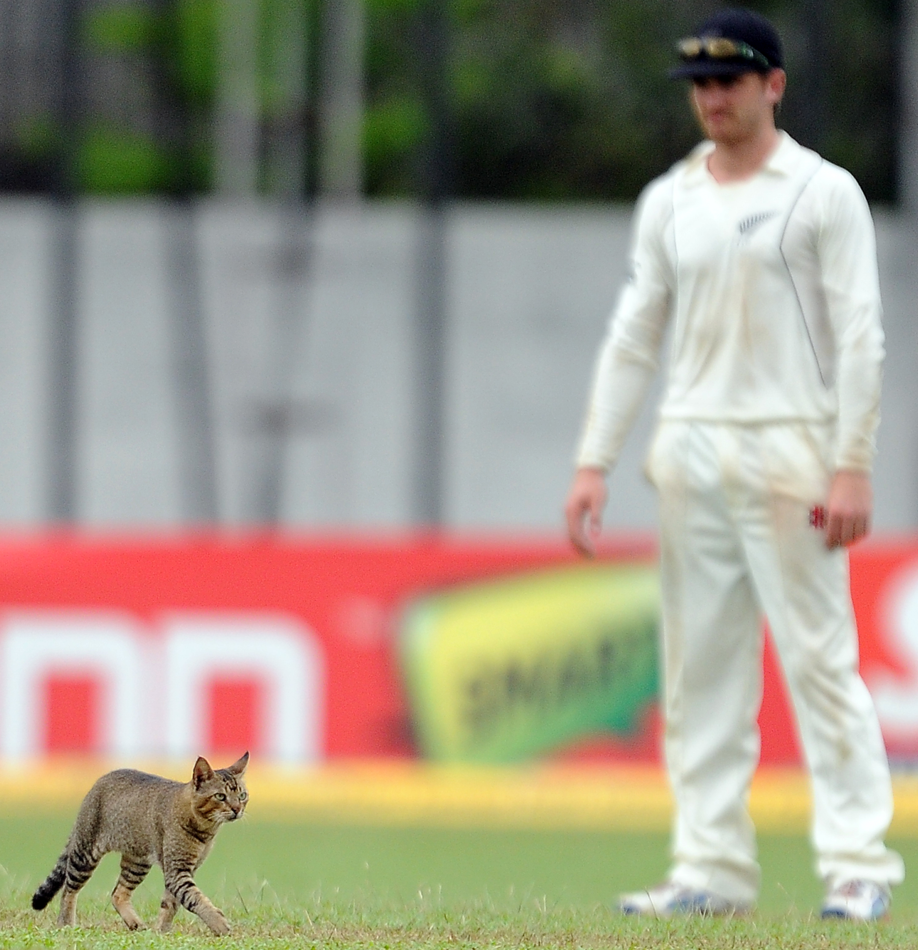 <strong>Here Kitty:</strong> New Zealand cricketer Kane Williamson looks on as a cat walks on the outfield during a test match between Sri Lanka and New Zealand. (AFP/Getty Images)
