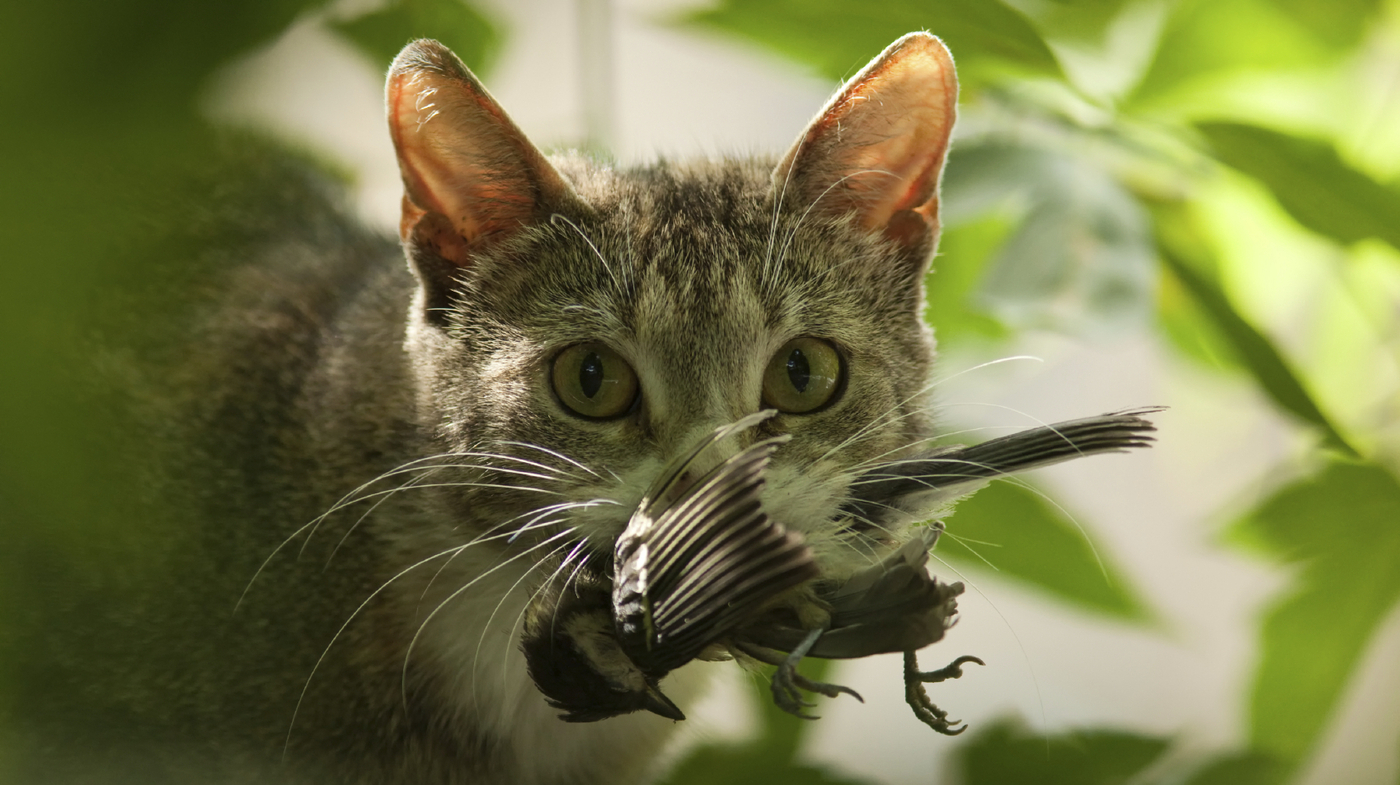 Killer Kitties? Cats Kill Billions Of Creatures Every Year : NPR