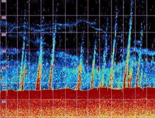 Methane plumes rising from the seafloor.
