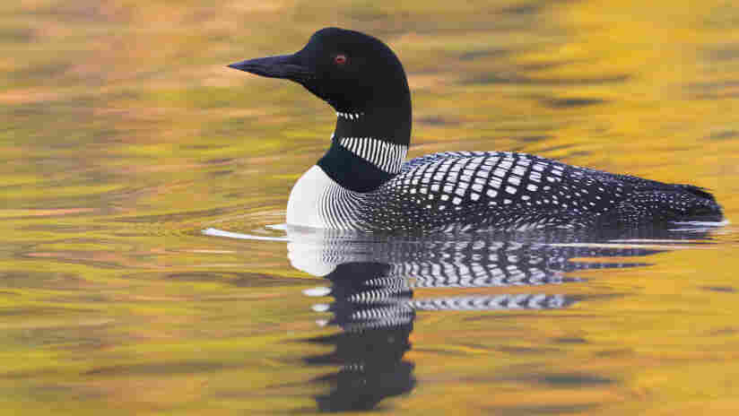 Common Loon