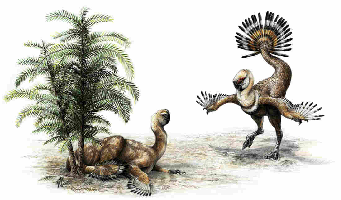 Oviraptorosaur shook it's tail feathers to impress the ladies.