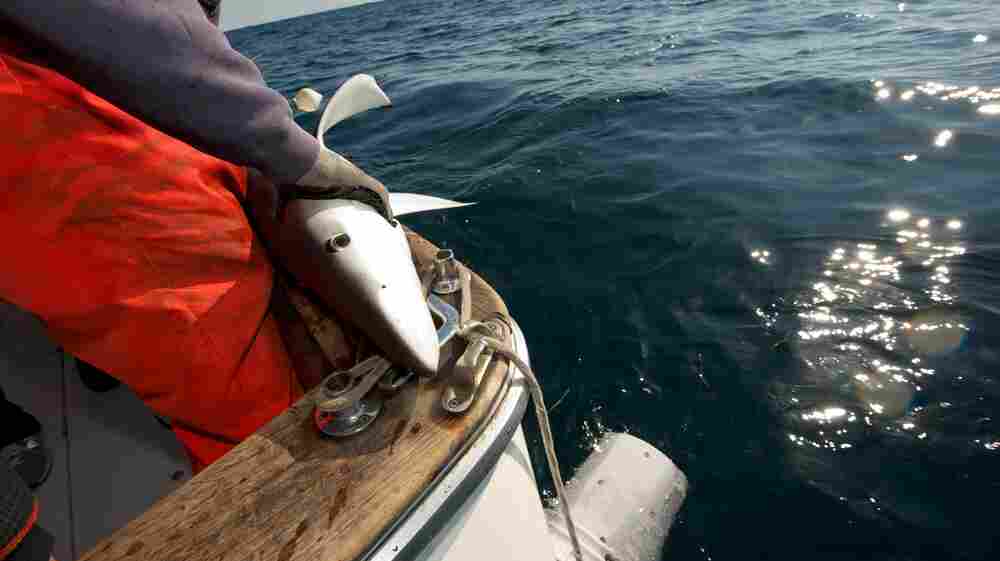 Is Sustainable-Labeled Seafood Really Sustainable? 