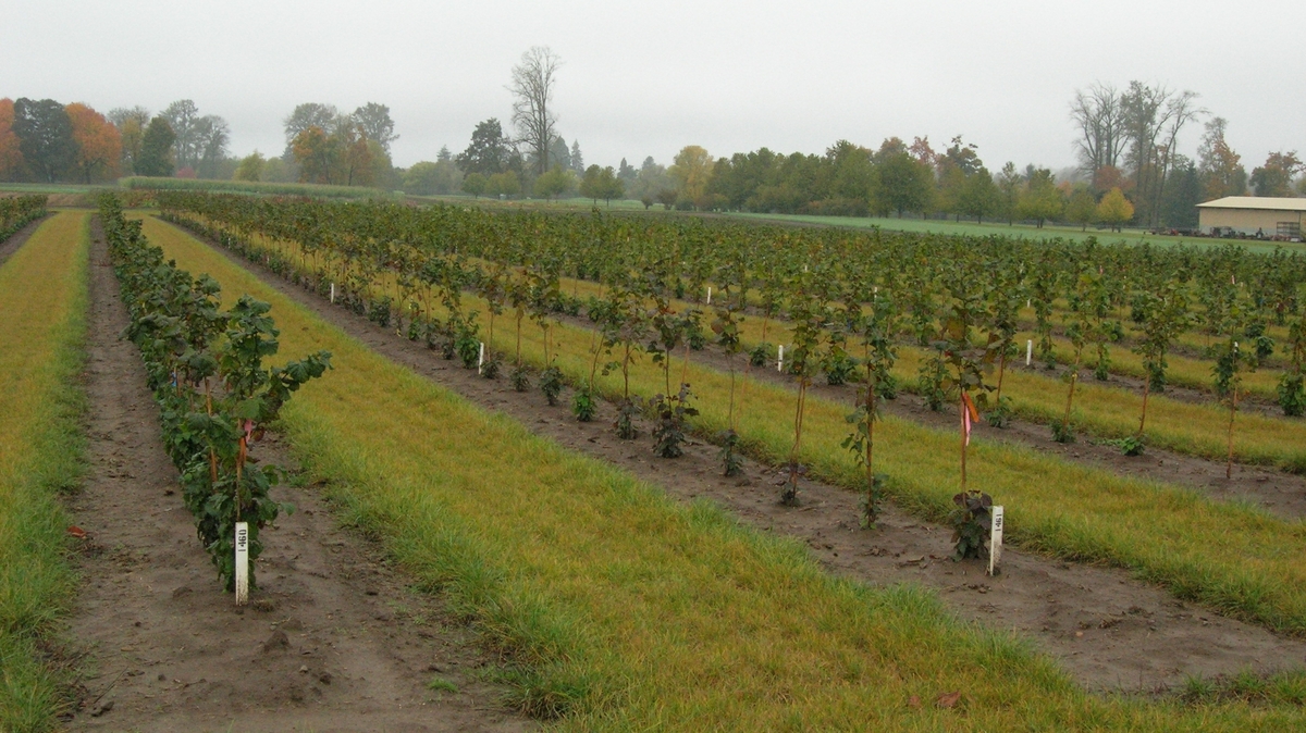 Growing Resistance, Oregon Hazelnuts Battle Blight The Salt NPR