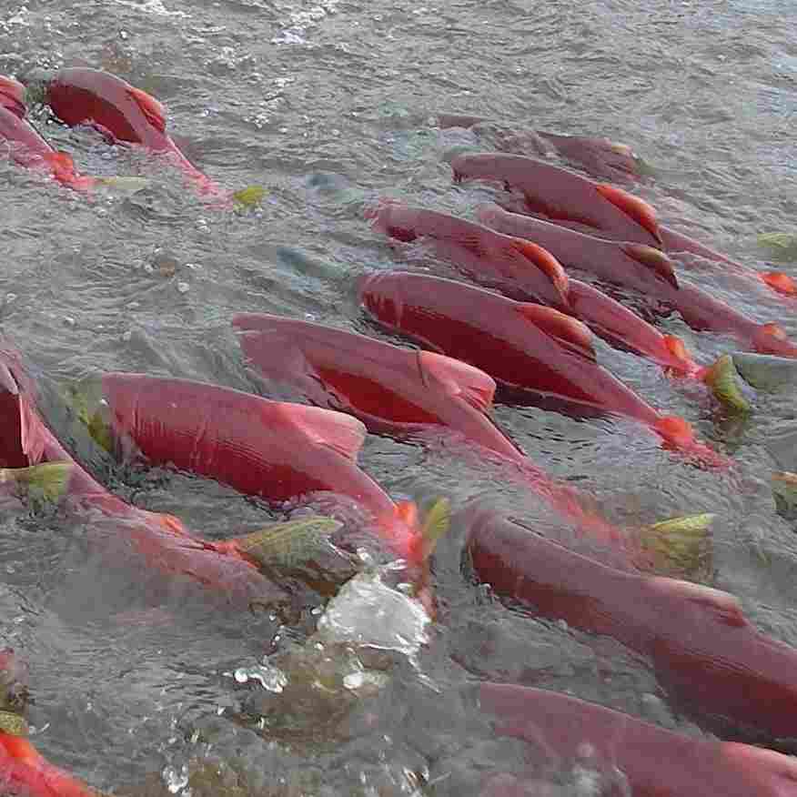 Bright red sockeye salmon swim up the Fraser River to the stream where they were hatched. Bright red sockeye salmon swim up the Fraser River to the stream where they were hatched.