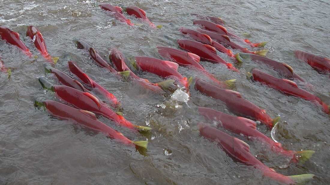 What the History of Salmon Can Tell Us About the Future of the Planet