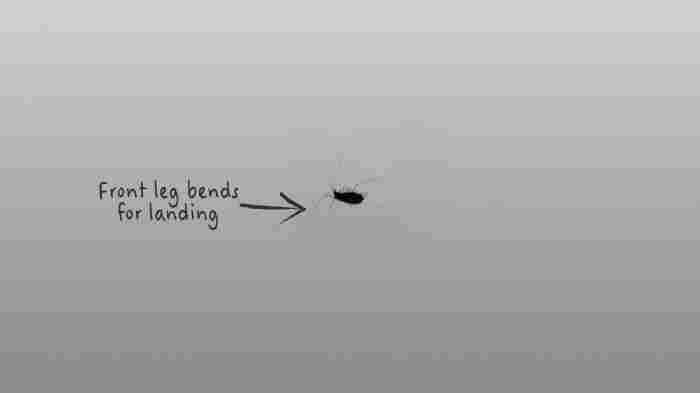 aphid 4