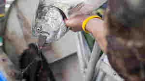 Conditions Allow For More Sustainable-Labeled Seafood