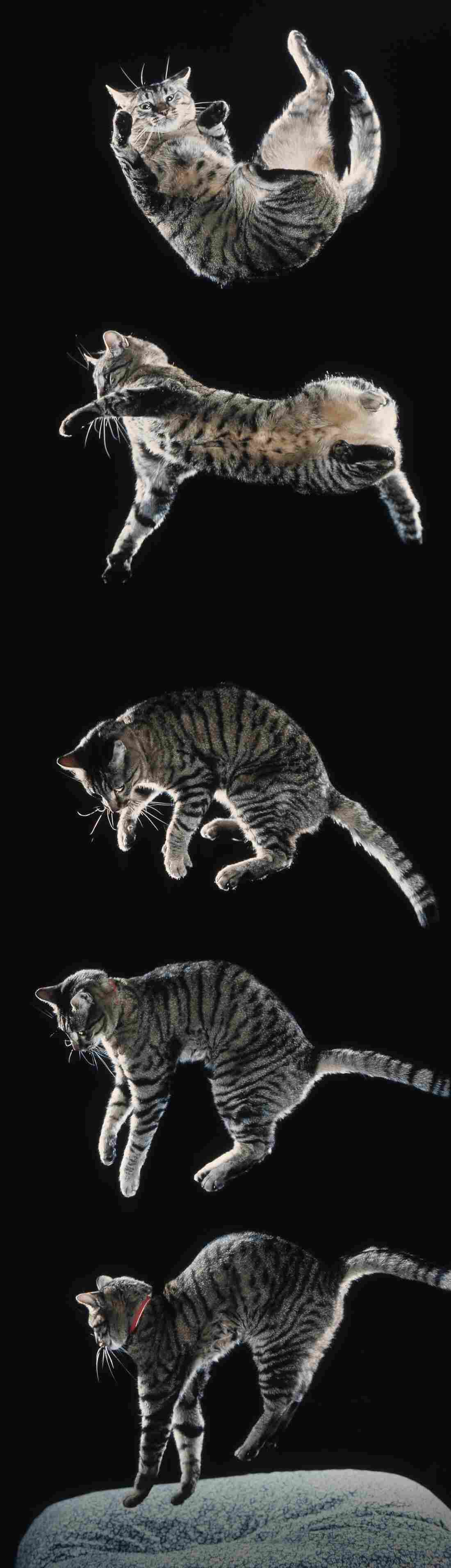 Cat falling sequence. Six sequential images showing righting from upside down.