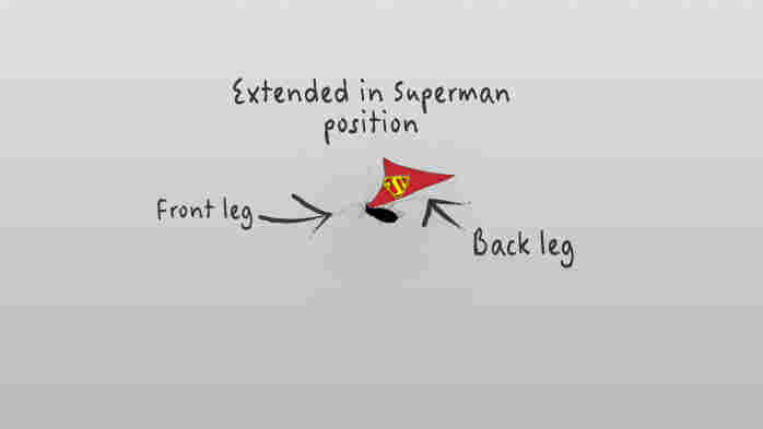 Superaphid
