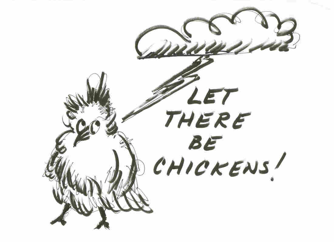 Let there be chickens!