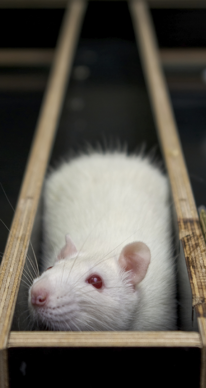 Of Rats And Men: Edward C. Tolman (1886-1959) : 13.7: Cosmos And ...