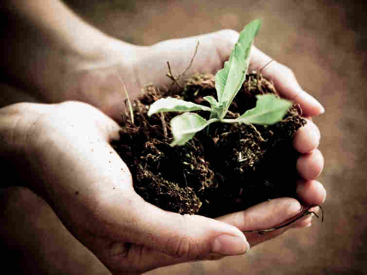 seedling.