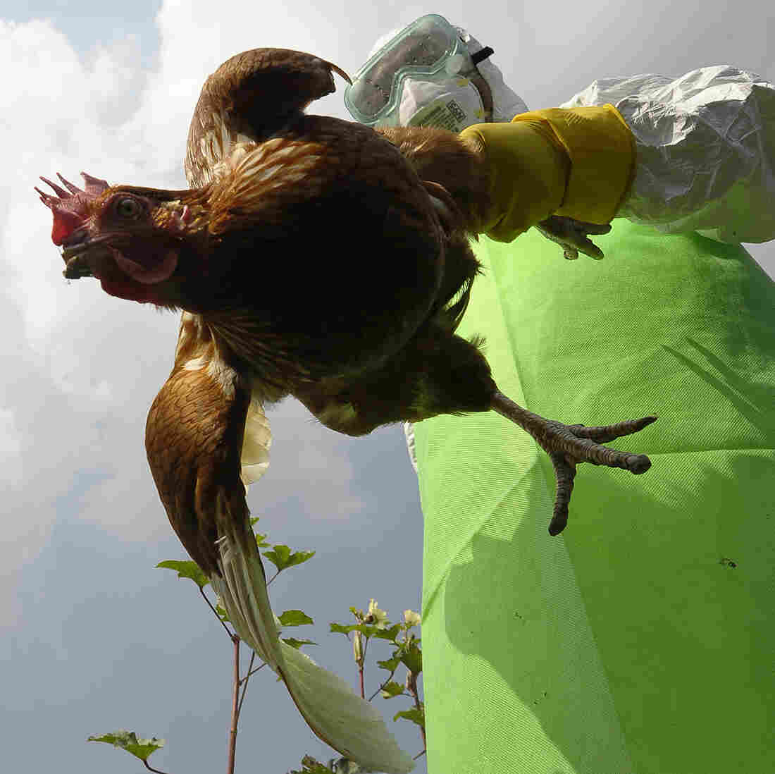 Feds Set New Rules For Controversial Bird Flu Research