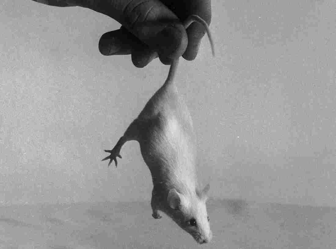 Incoming! (A 1955 file photo; we assume this little guy was not harmed in the making of the image.)