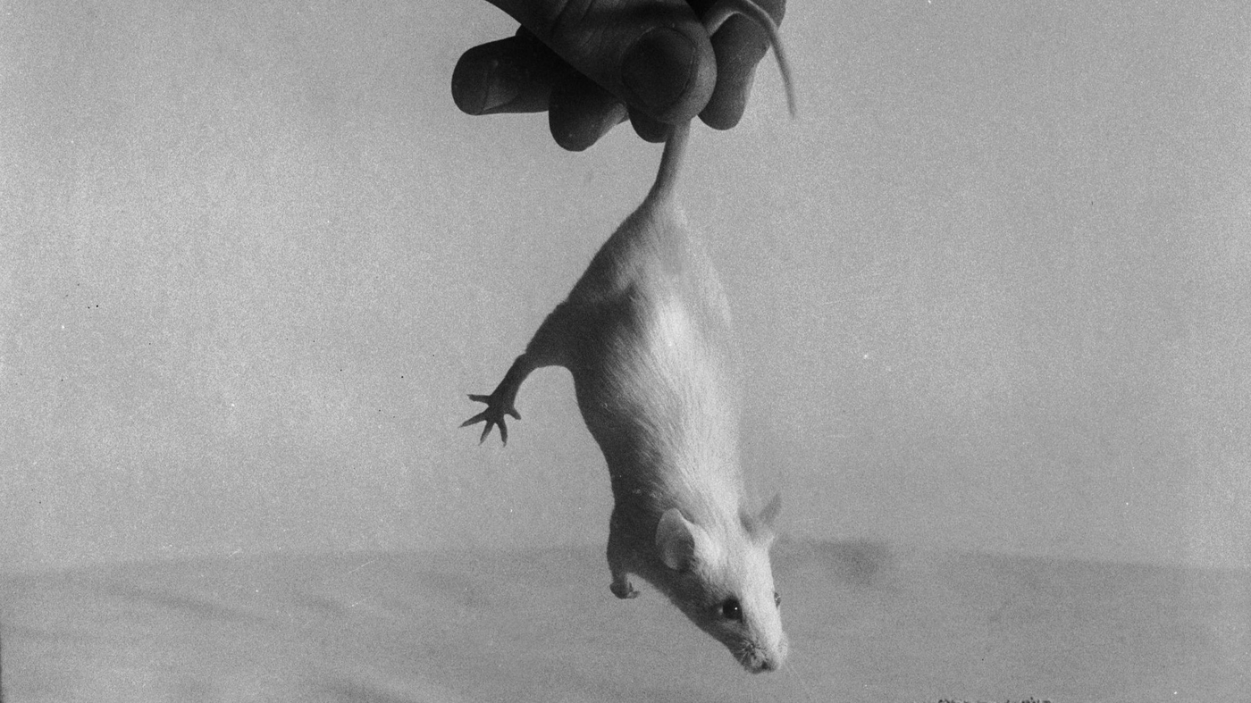 Dead Mice Are Going To Be Dropped On Guam From Helicopters (Really