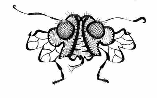 Insulin-Fly