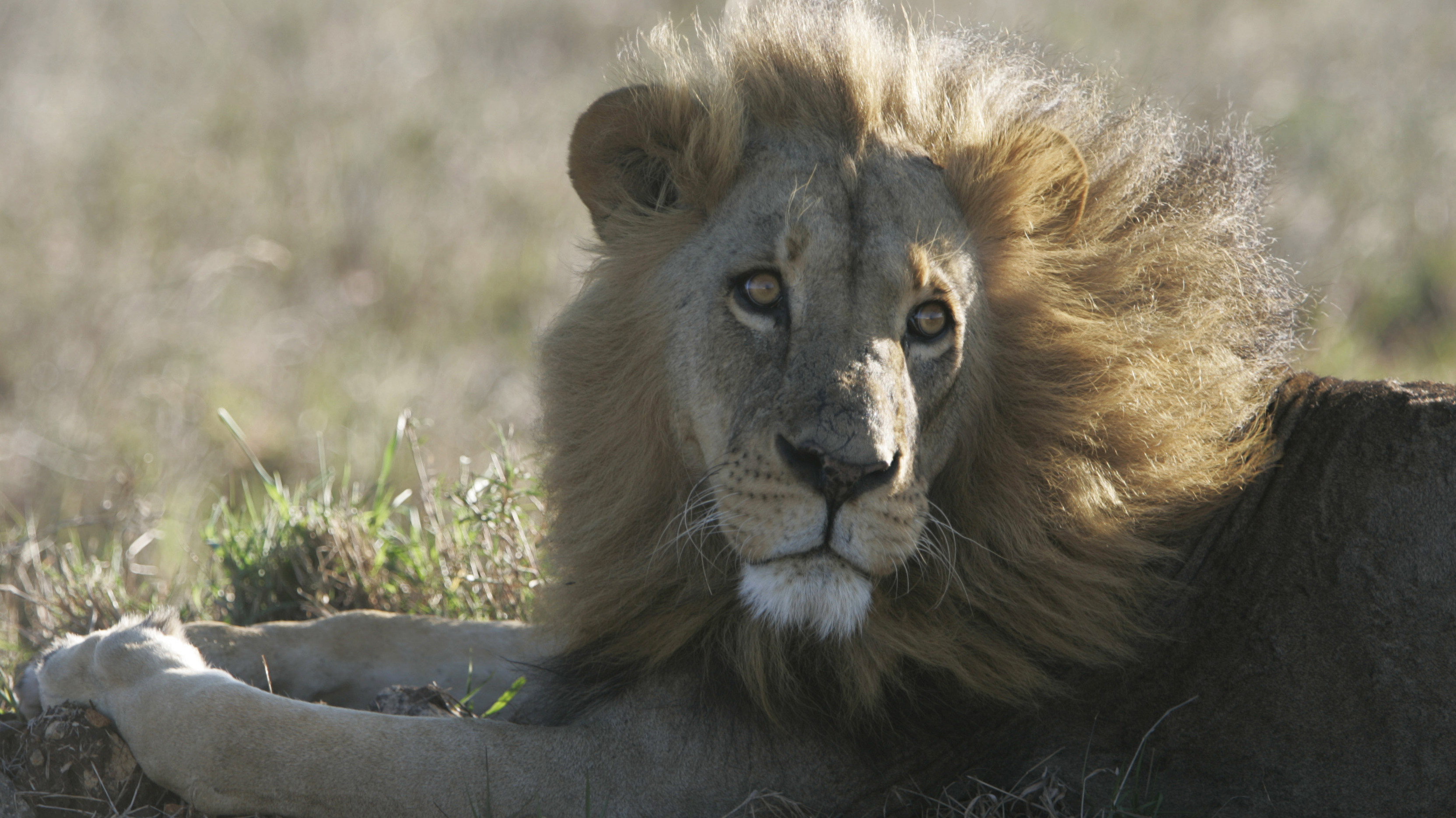 A Kenyan Teen's Discovery Let There Be Lights To Save Lions All Tech