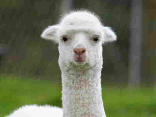 Llama