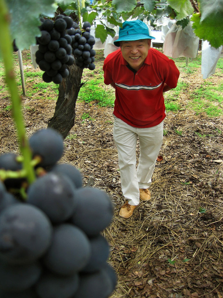 We Like 'Em Big And Juicy How Our Table Grapes Got So Fat The Salt NPR