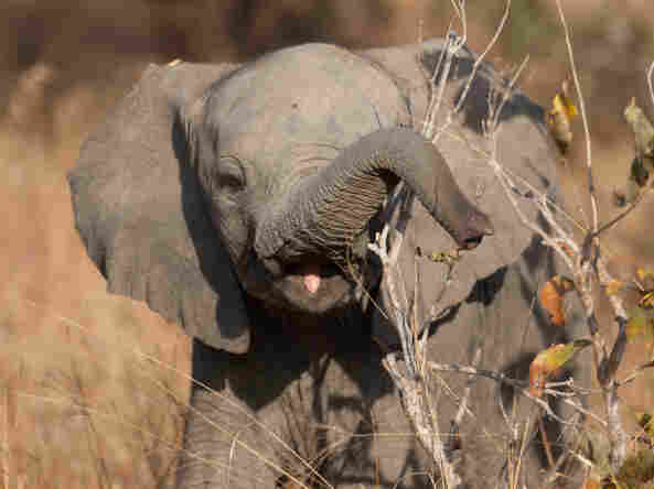 Baby elephant