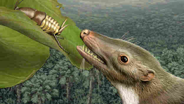 Detail: Head of mammalian common ancestor.