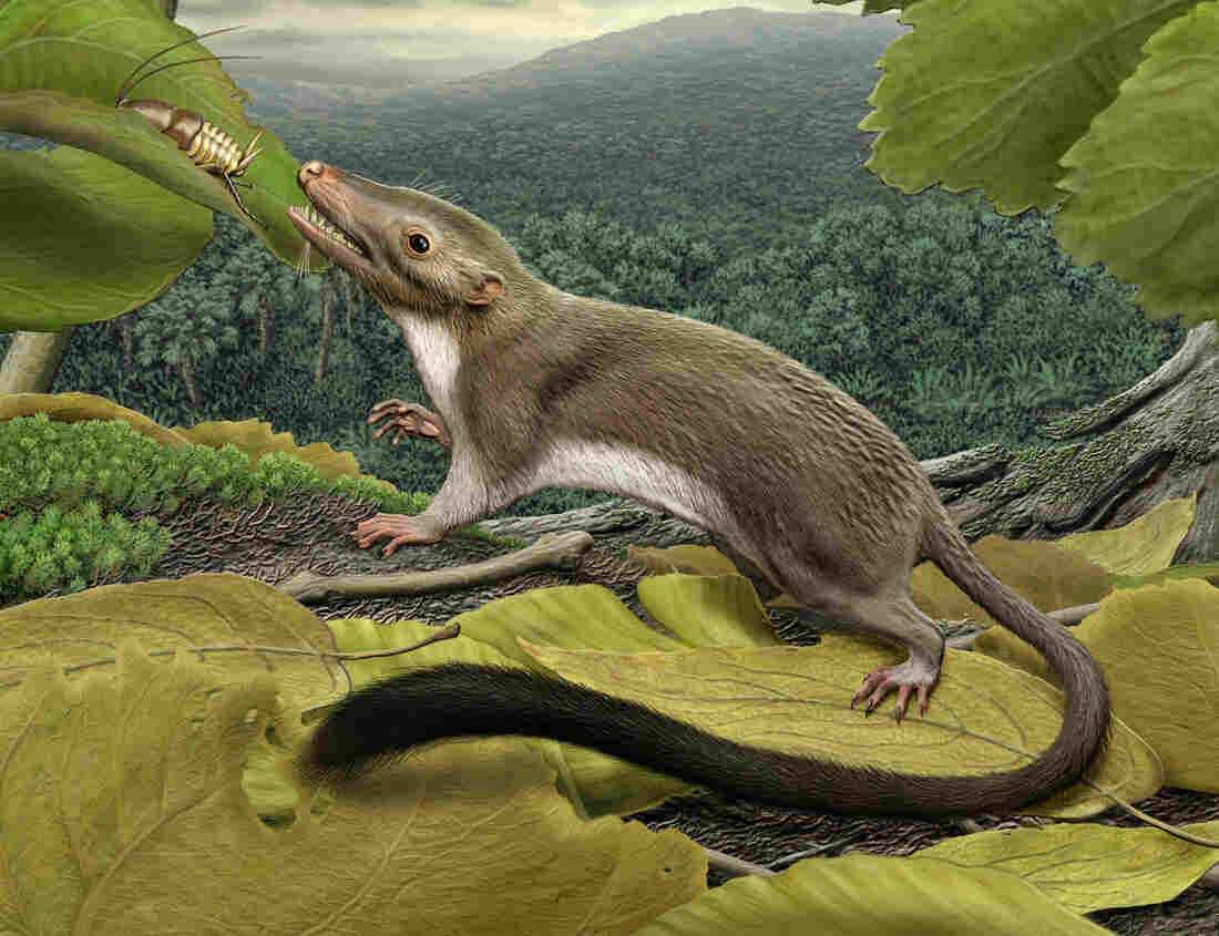 An artist's rendering of the hypothetical placental ancestor, a small insect-eating animal. The research team reconstructed the anatomy of the animal by mapping traits onto the evolutionary tree most strongly supported by the combined phenomic and genomic data and comparing the features in placental mammals with those seen in their closest relatives.