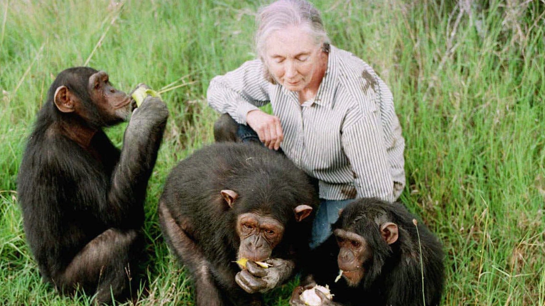 Book News: Jane Goodall Apologizes For Lifted Passages In Her New Book ...