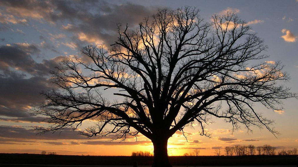 big-tree-japaneseclass-jp