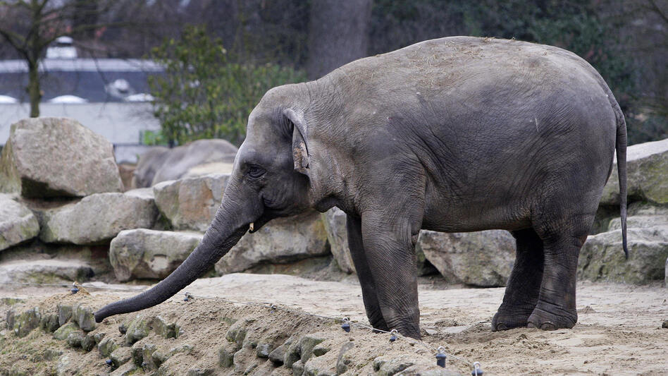 An elephant at the Emmen, Netherlands, zoo stands at the edge of a ditch in 2009, a day after another elephant fell into the ditch and died. (Olaf Kraak/AFP/Getty Images)