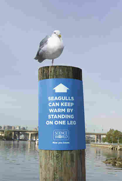 Seagull