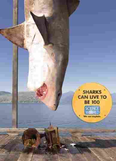 Shark