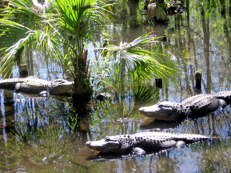 Now Endangered, Florida's Silver Springs Once Lured Tourists NPR