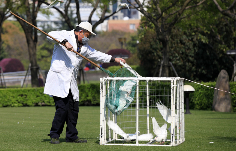 A health worker collects pigeons from a trap at People's Square in Shanghai, China, earlier this month. So far, workers have tested more than 48,000 animals for the H7N9 flu virus. (ChinaFotoPress/Getty Images)