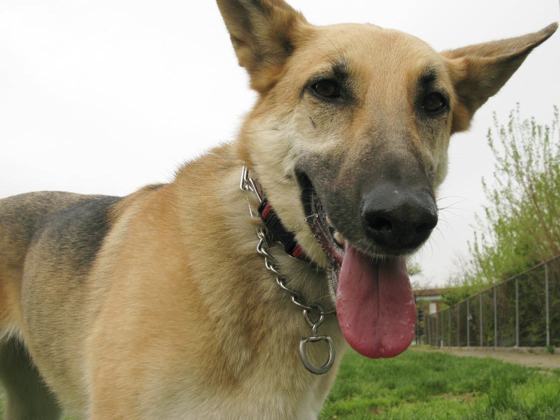 Should we say Germ-an shepherd? Mango Doucleff, of Washington, shows off the bacteria living on her tongue, which also flourish on her owner's skin.