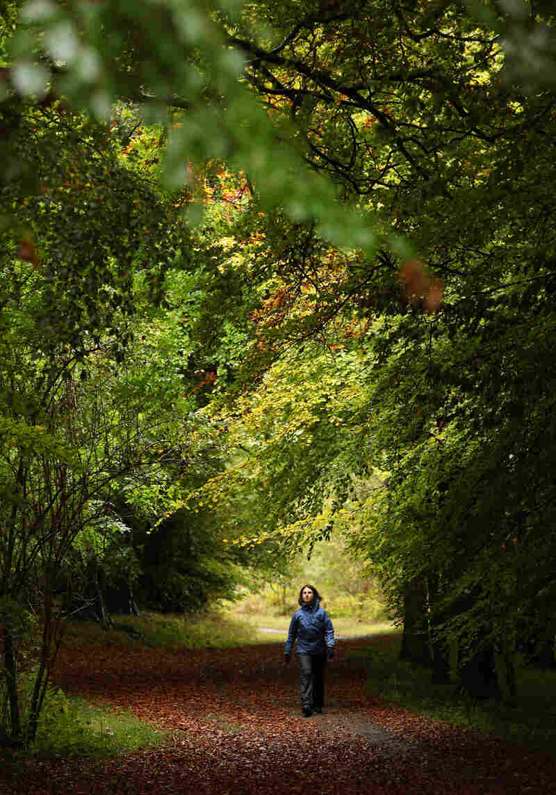 A woman walks along a path lined with deciduous trees in Wendover Woods on October 11, 2009 in Buckinghamshire, England.