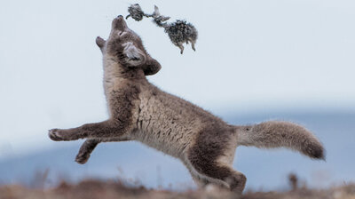 national geographic the picture show npr