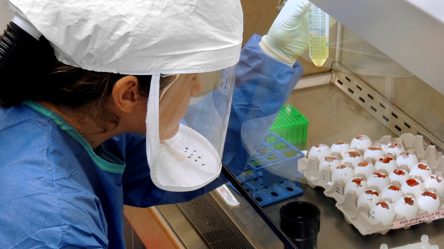 A scientist harvests H7N9 virus growing in bird eggs. The Centers for Disease Control and Prevention received samples of the virus from China in March. (CDC/Douglas E. Jordan)