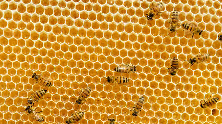 Honeycomb
