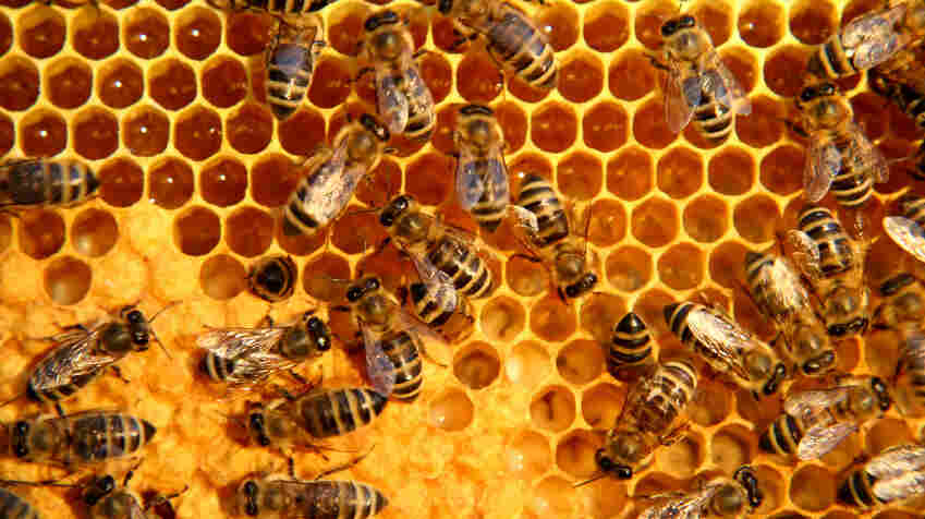 honeycomb