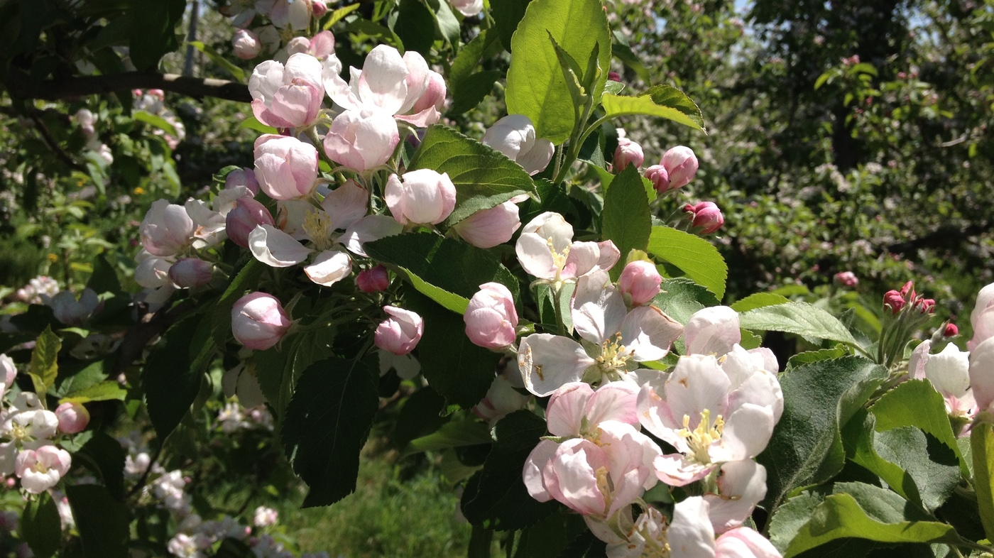 Michigan Apple Orchards Blossom After A Devastating Year The Salt Npr